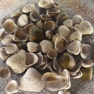 Some clam shells that I found at a beach